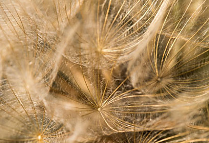 Tapeta Dandelion 29005